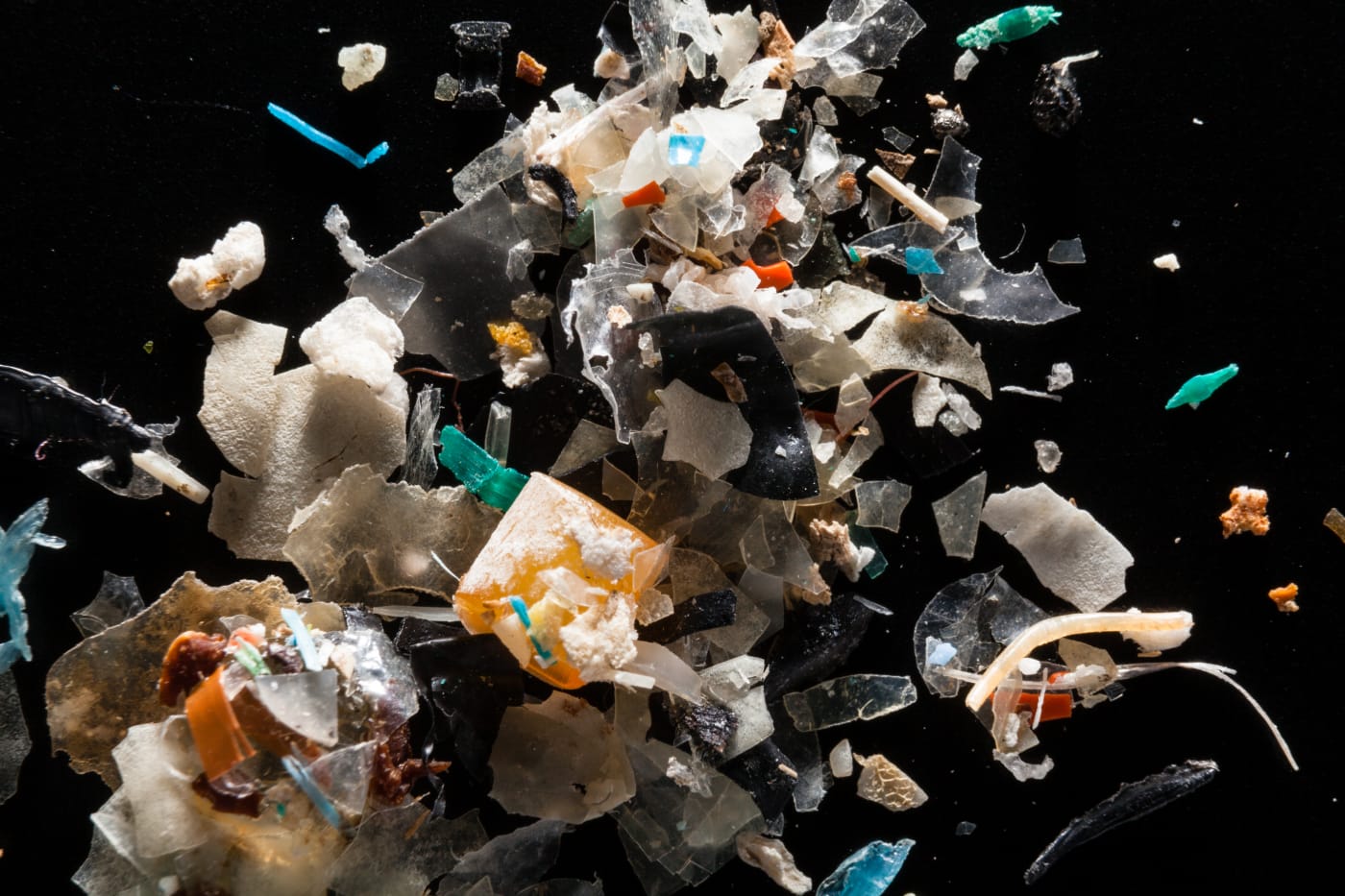 Microplastics from the Rhode River