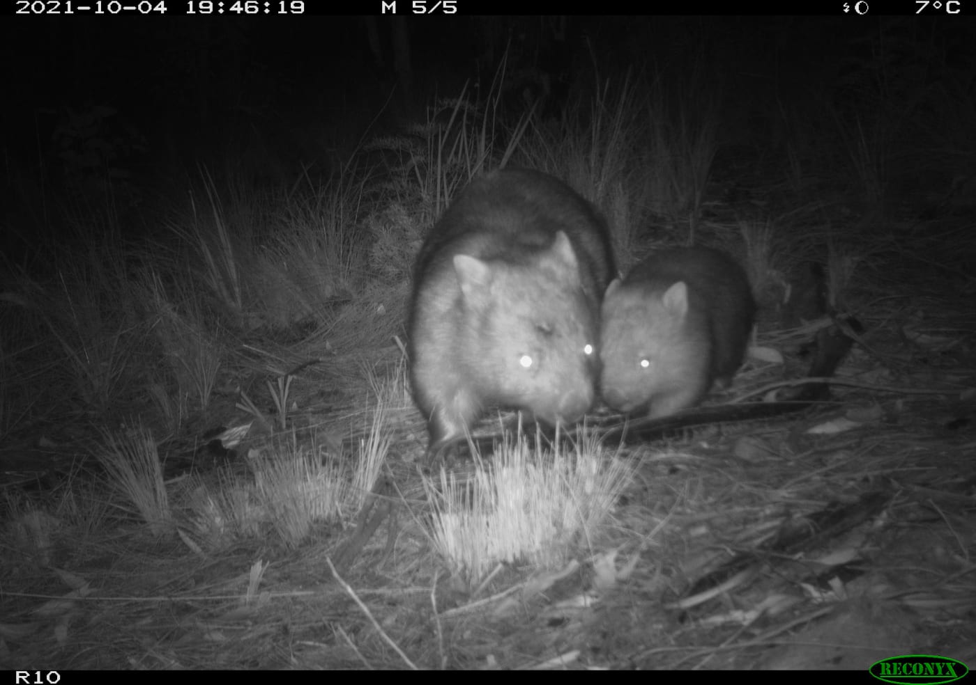 Mother and baby wombat captured in a photo from a camera trap