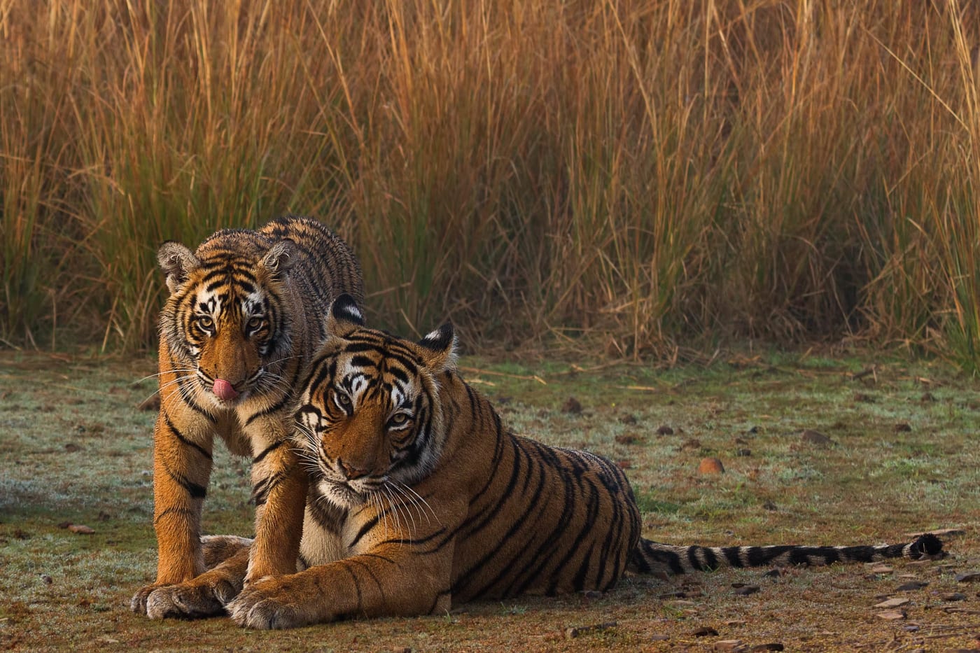 A mother tiger (Krishna, T-19) and her cub look at the camera with tall grass behind them. Ranthambore National Park, India