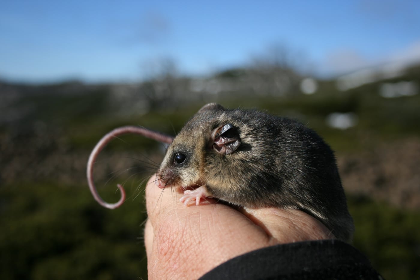 The mountain pygmy possum (Burramys parvus) is listed as Critically Endangered under the IUCN Red List. This Australian marsupial is endemic to southeastern Australia.