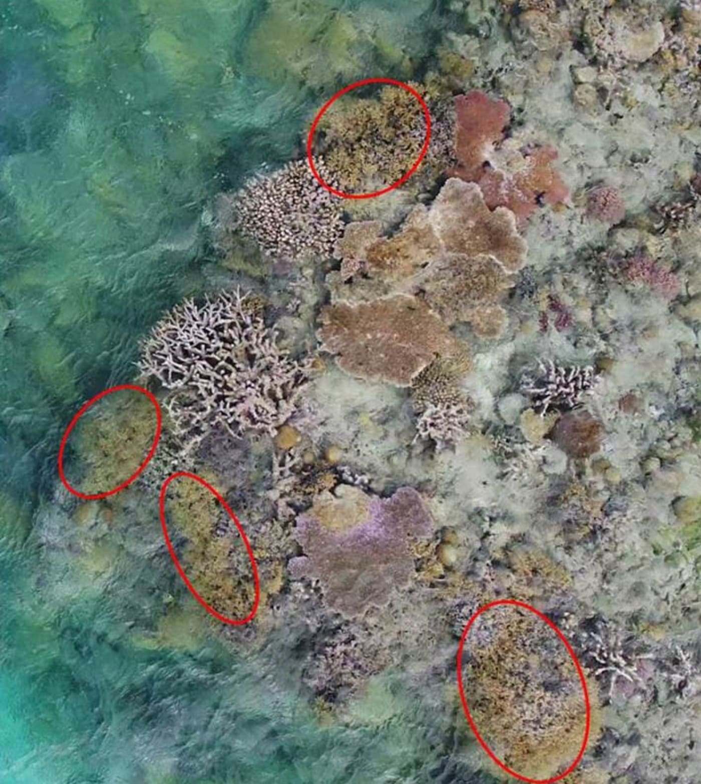 Patches on Heart Reef are likely to be corals killed by bleaching