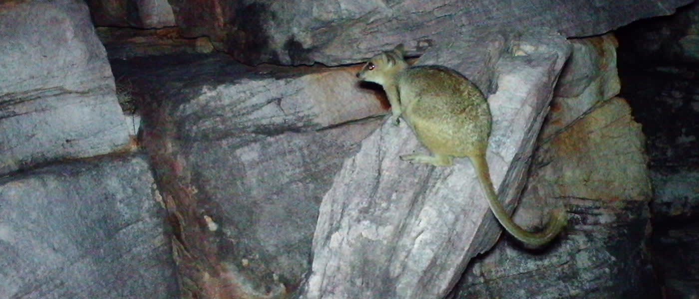 This is the only known photo of a nabarlek, captured on an island off the Kimberley coast in July 2013.