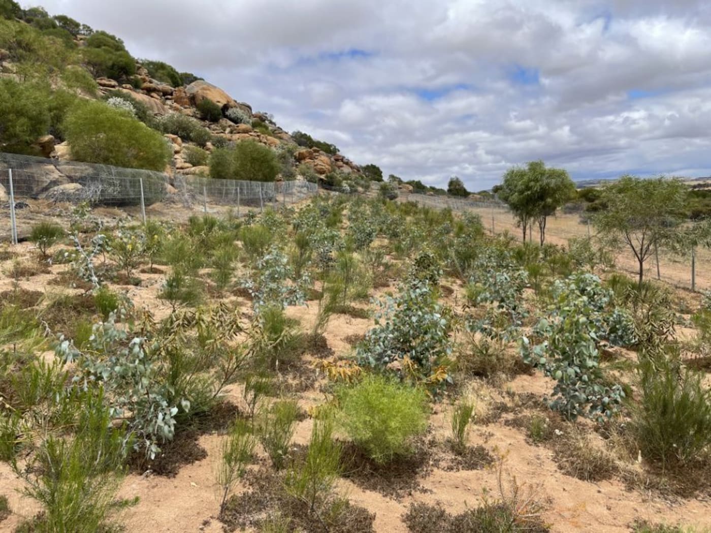 The Nangeen Hill revegetation site in WA. The plants are growing well