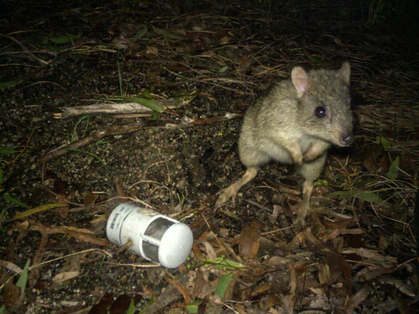 A northern bettong captured on a camera trap