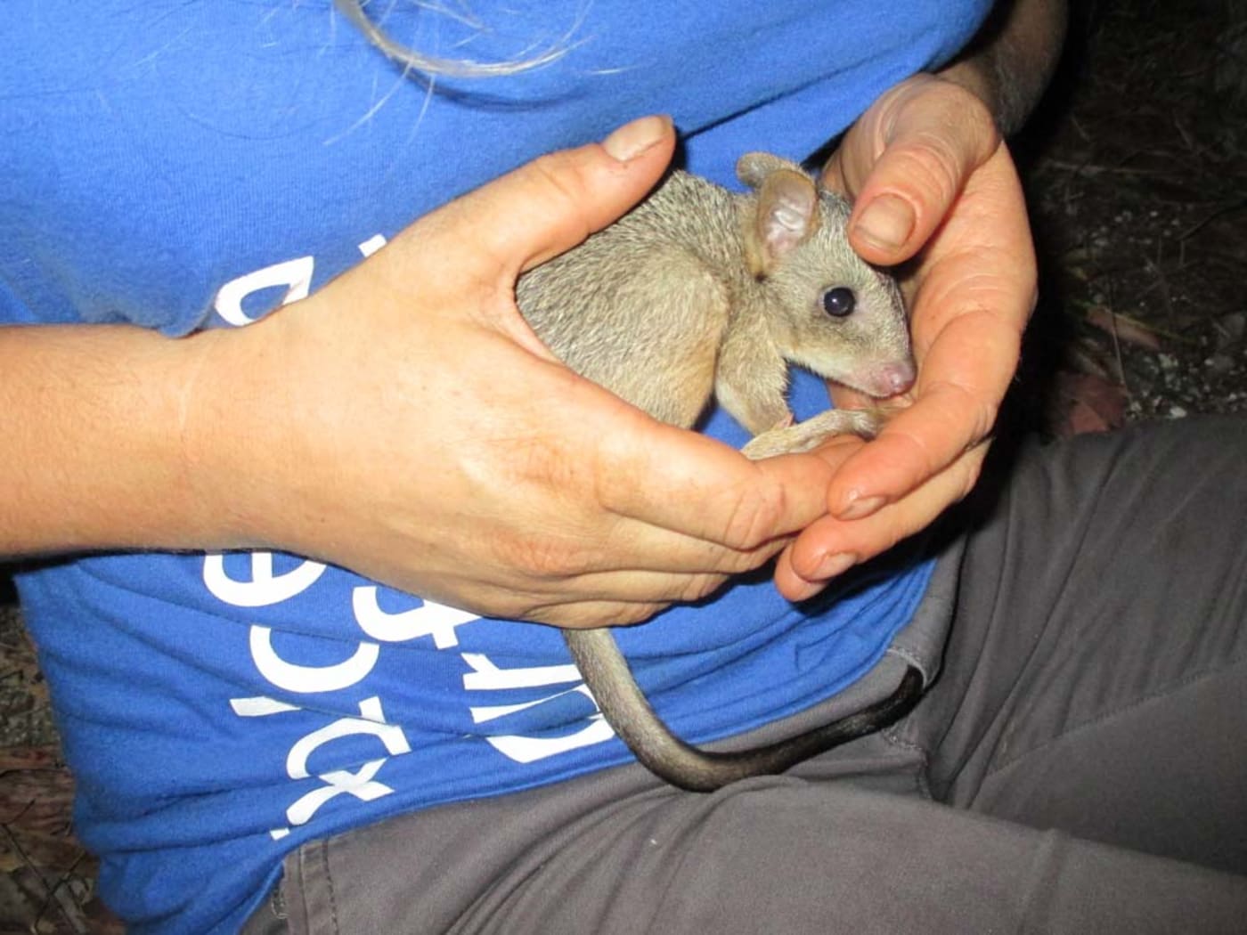 A young northern bettong is held by a volunteer