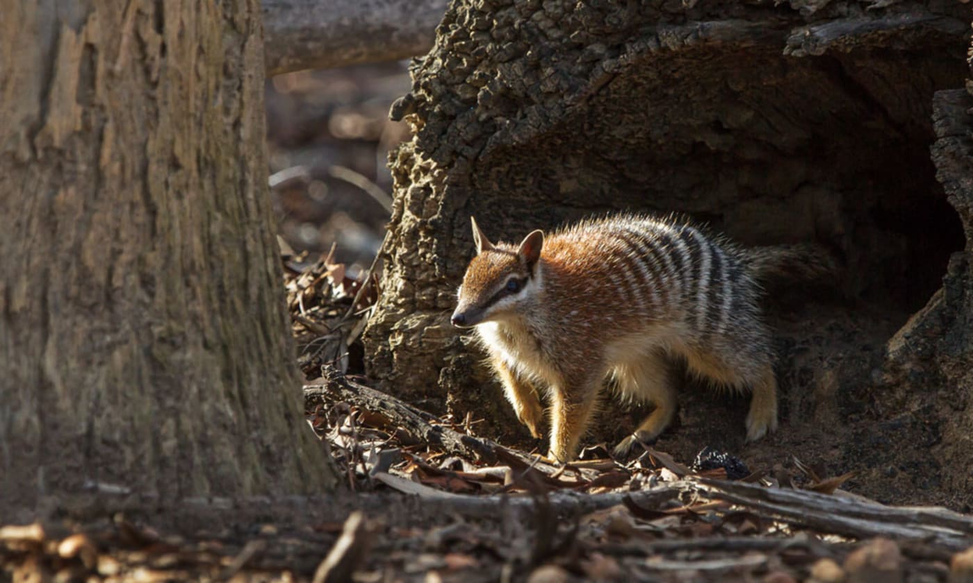 A numbat emerges to start the day in the Dryandra Woodlands, Western Australia