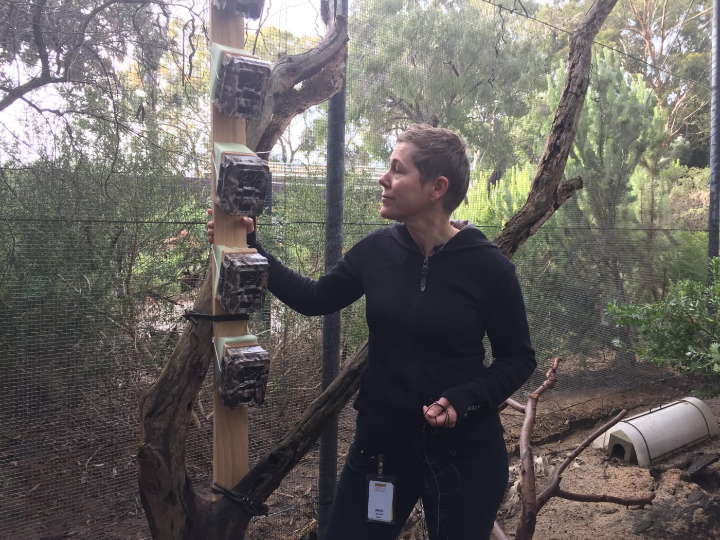 Anke Seidlitz testing remote sensor cameras at Perth Zoo, Western Australia, July 2017.
Anke is a PhD student, working with WWF-Australia and the WA Department of Biodiversity, Conservation and Attractions (DBCA) to learn more about the distribution and abundance of numbats in the Upper Warren region.