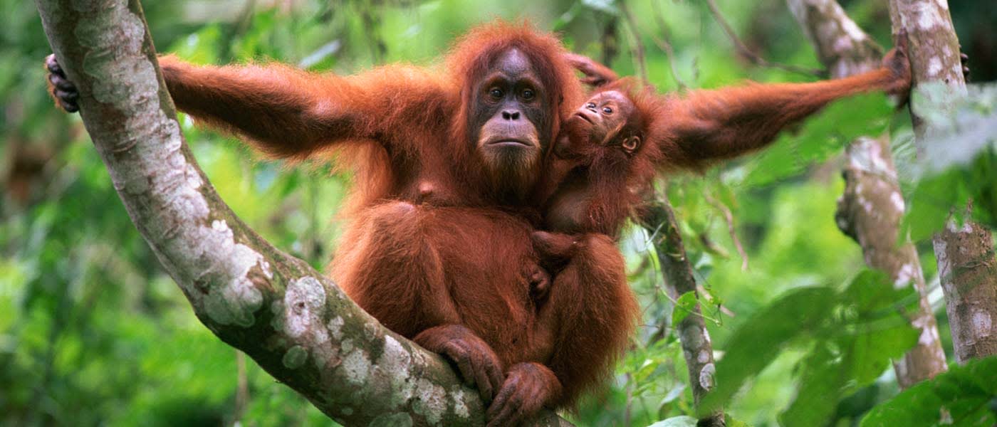 An orangutan with its baby sit on a branch facing the camera