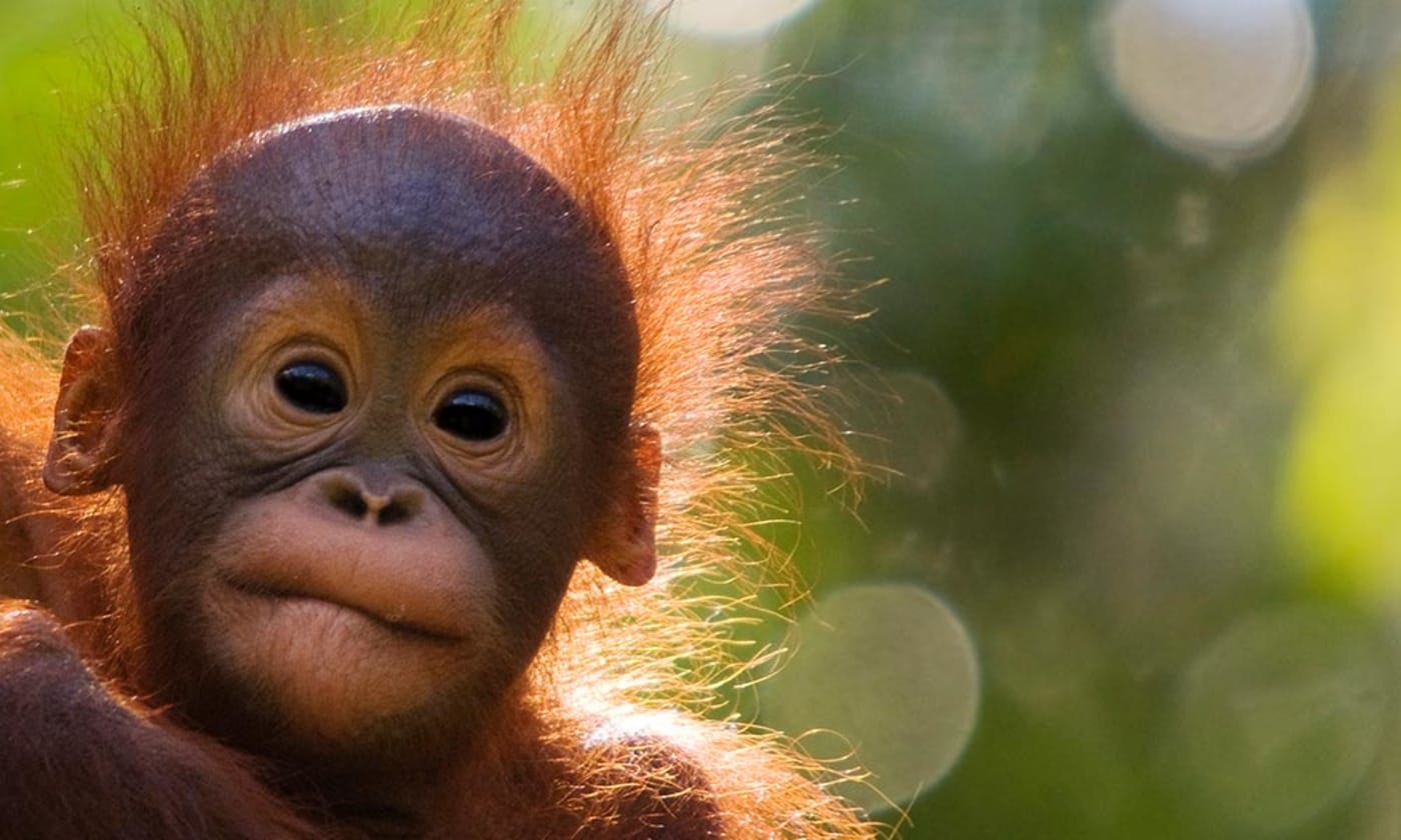 Orangutan baby (Pongo pygmaeus), Semengoh Nature reserve, Sarawak, Borneo, Malaysia