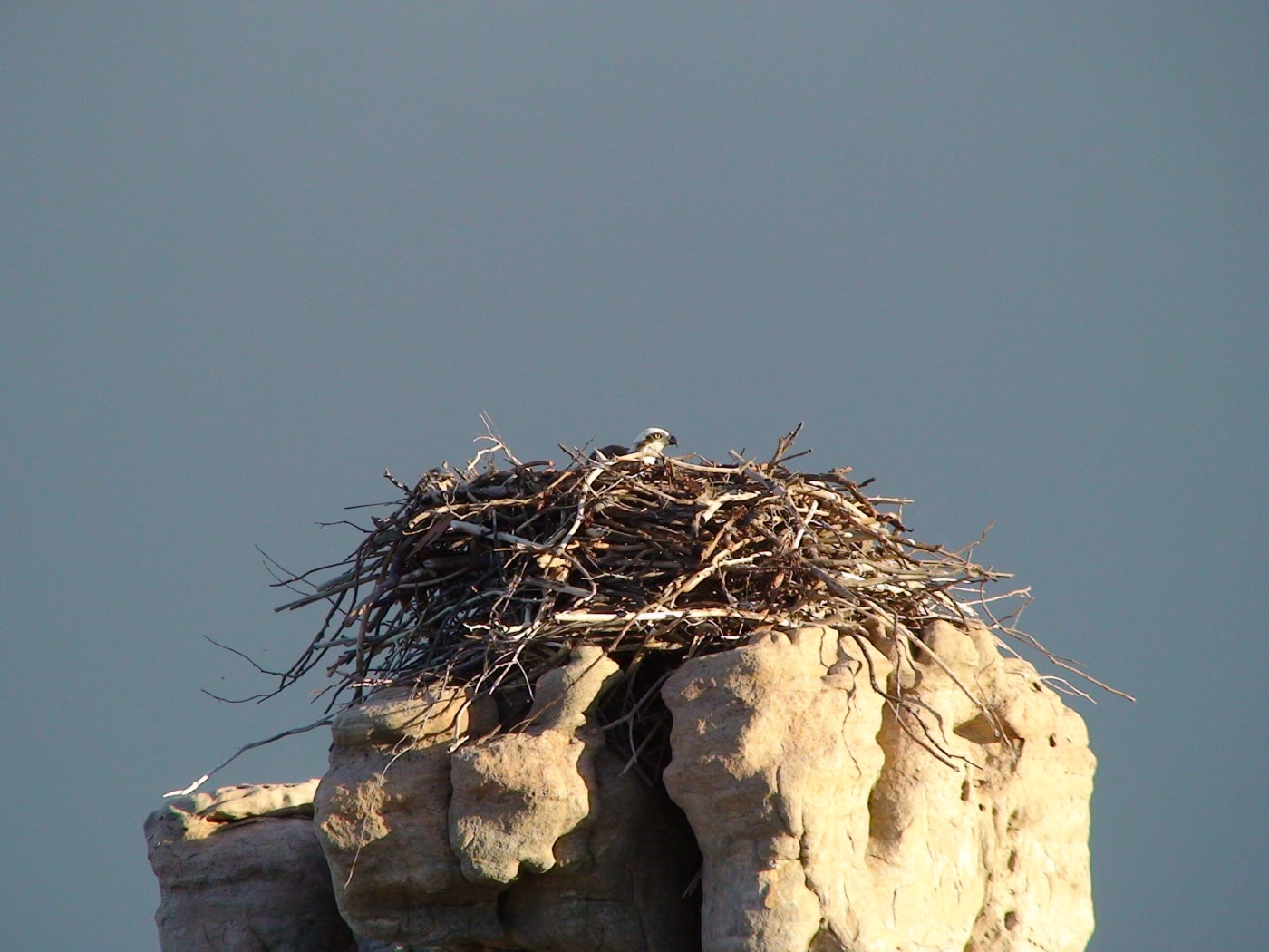 Osprey nest in Buccaneer Archipelago, Kimberley, Western Australia