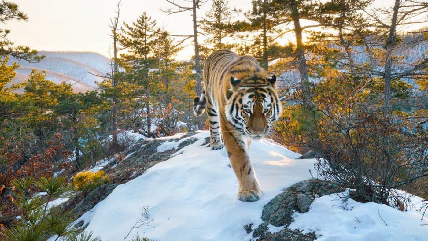 Siberian Tiger caught on camera trap in the Boreal Forests of Russia's Pacific Coast