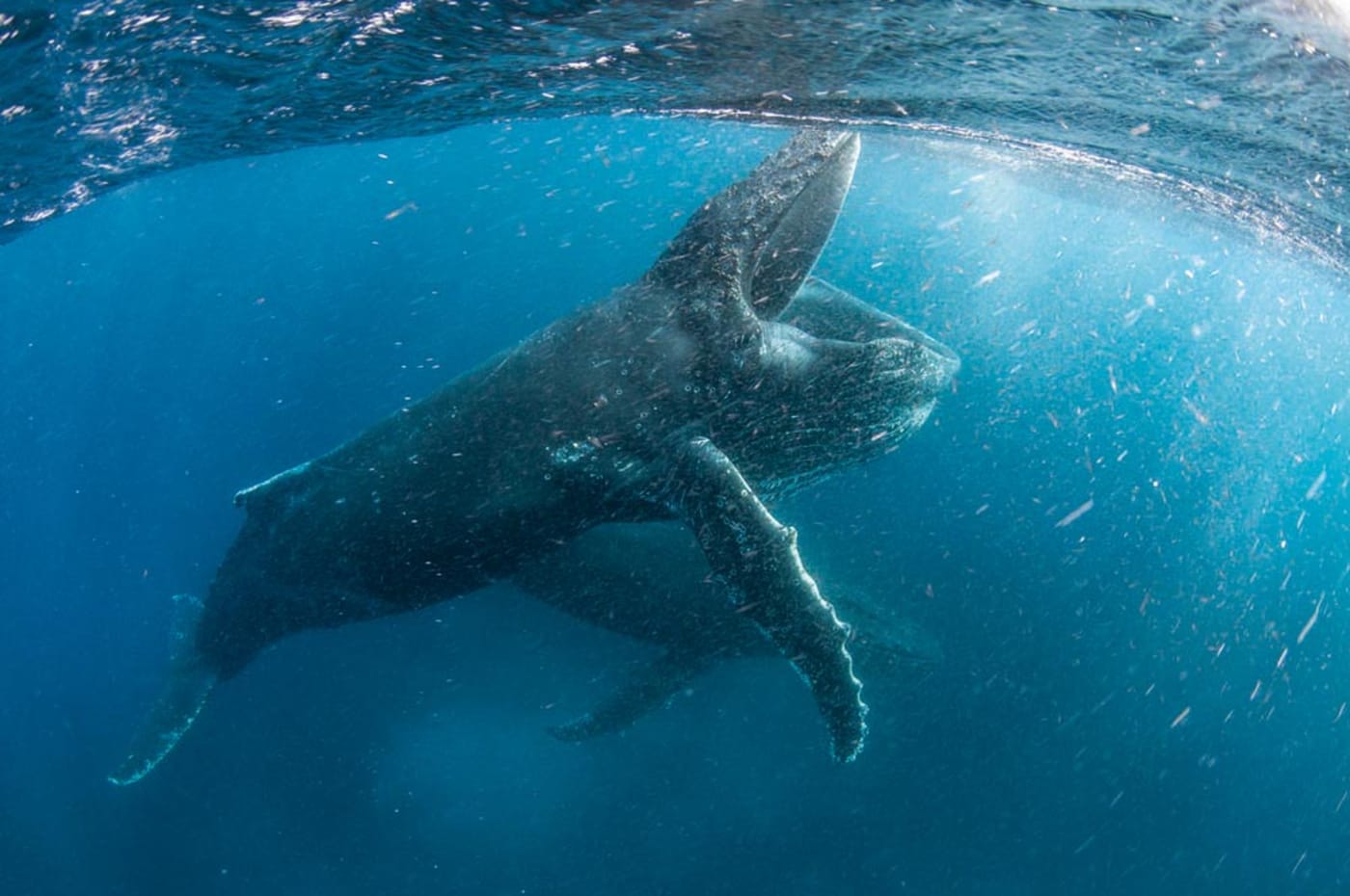 Humpback whale feeding off Cape Town