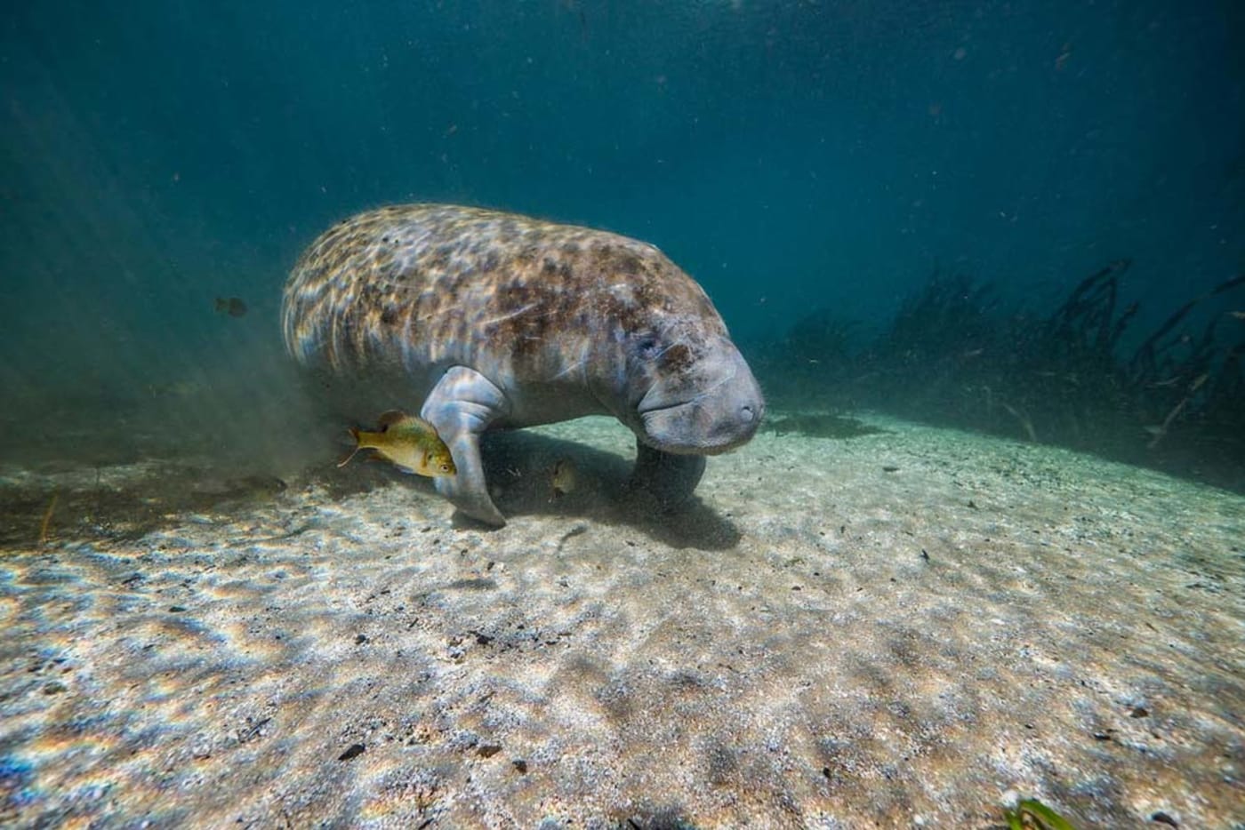 Manatee in the warm water of Florida