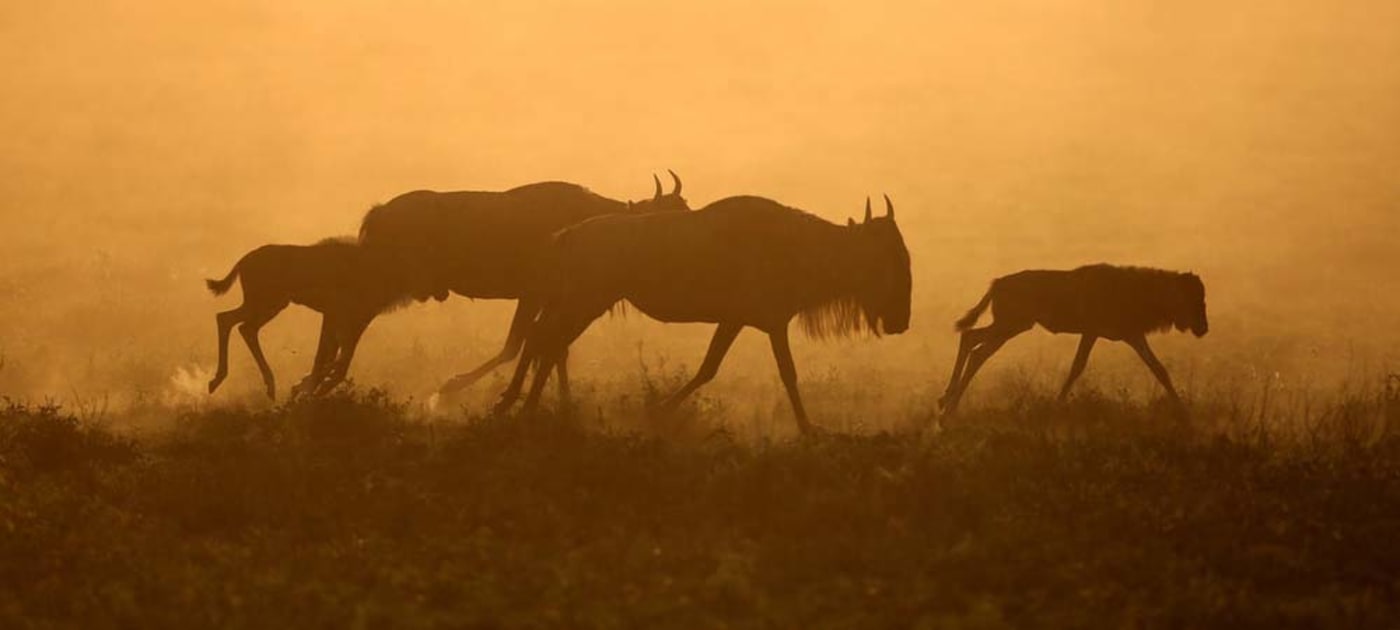 Wildebeest migration, Tanzania