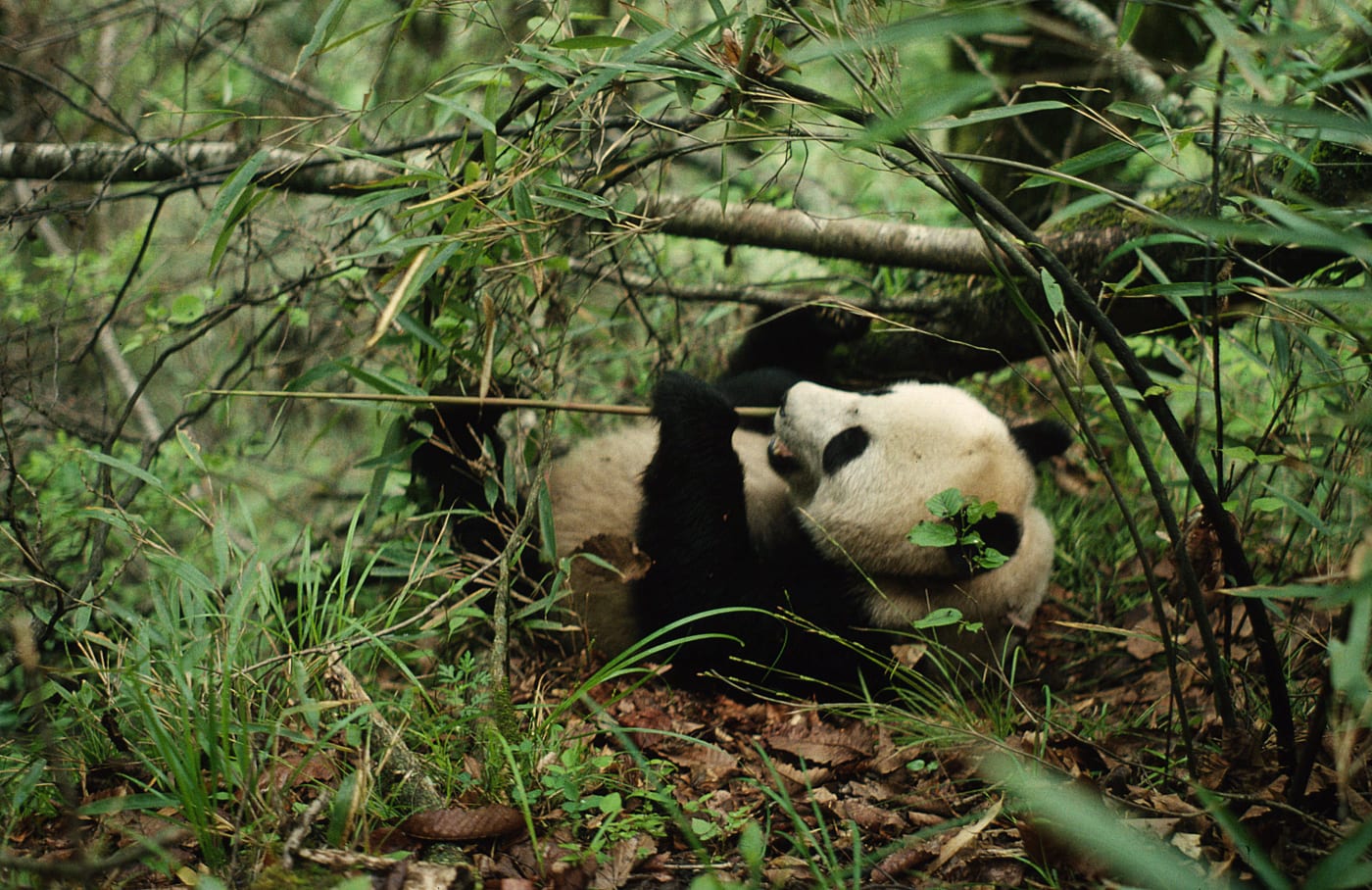 Giant Panda, 1 year old male Wolong Research Centre, Sichuan China
