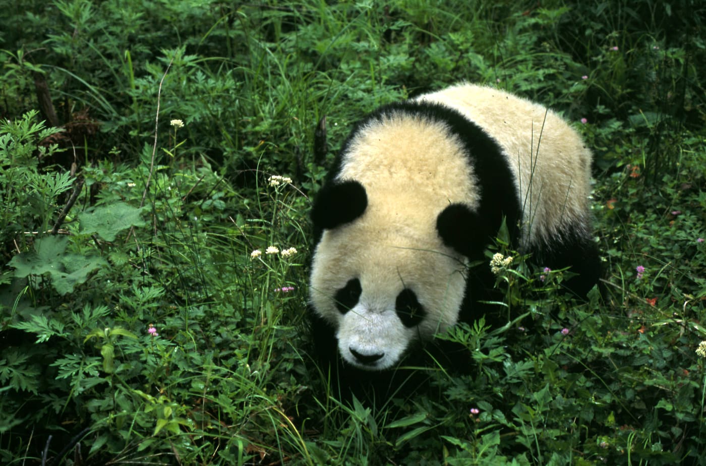 Giant panda, 1 year old male Wolong Research Centre, Sichuan China