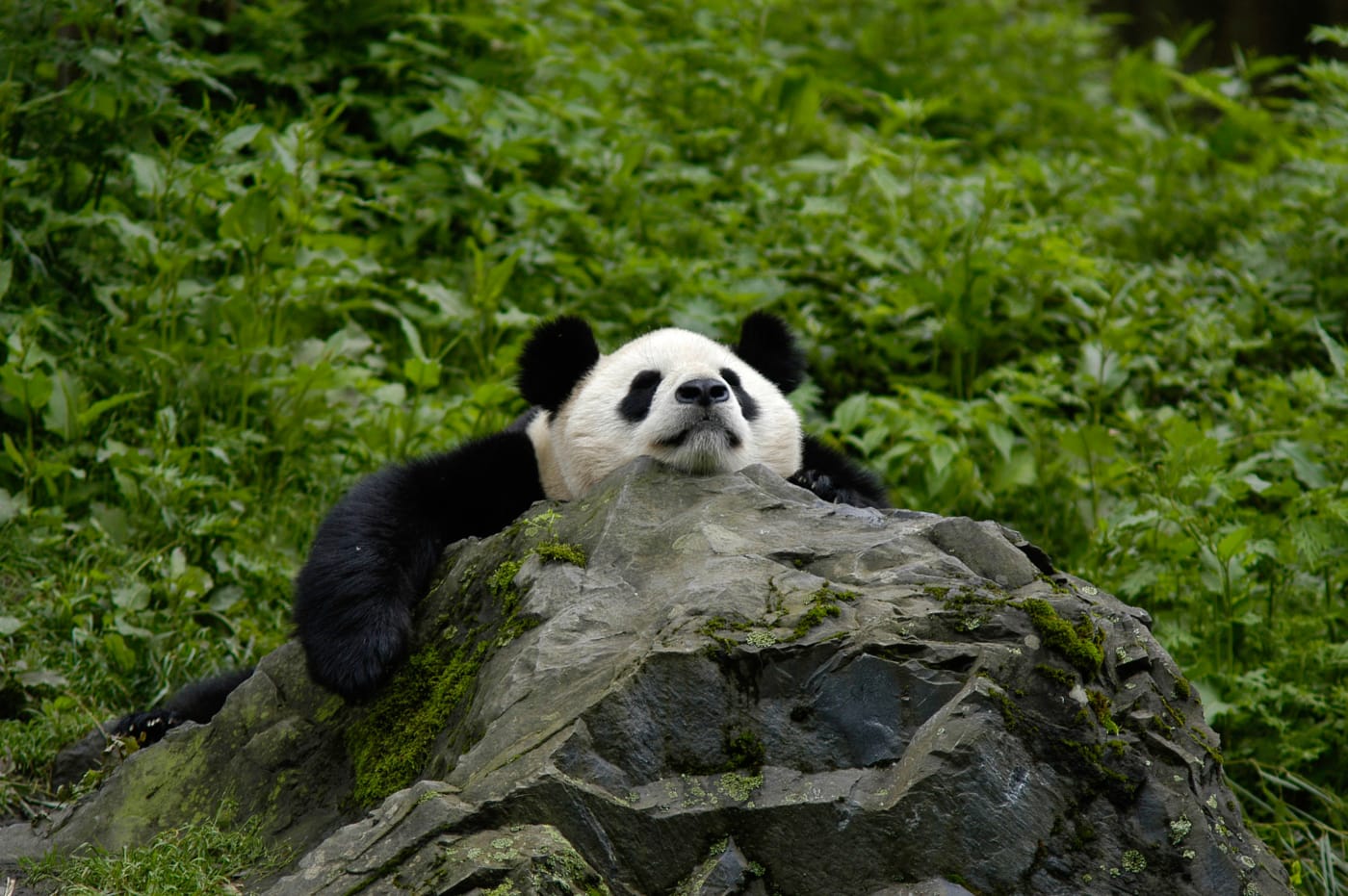 Giant panda resting, Panda Breeding Centre, Wolong Panda Reserve, Sichuan Province, China.