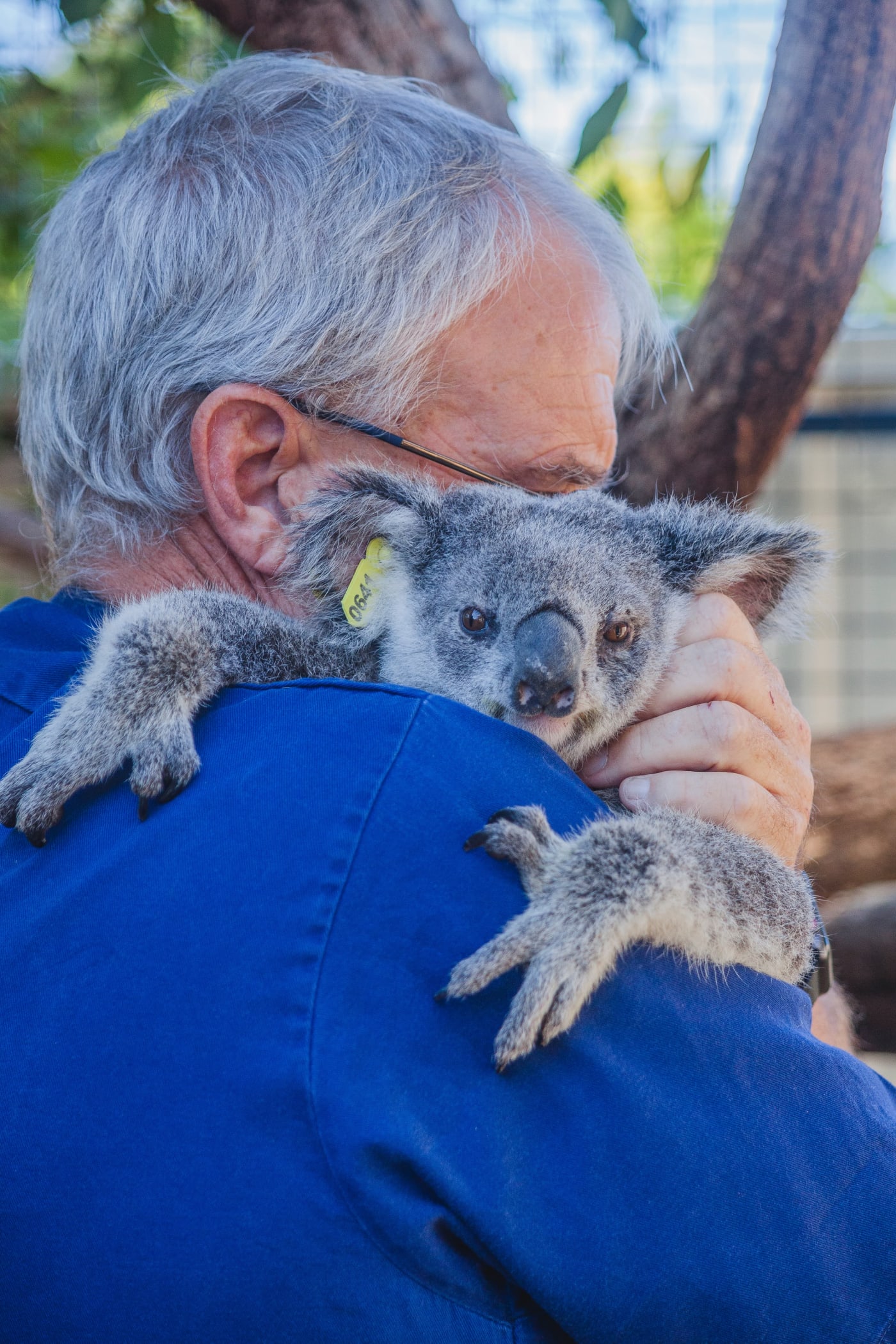 Peter Luker, koala carer, with Maryanne the koala prior to her release to the wild