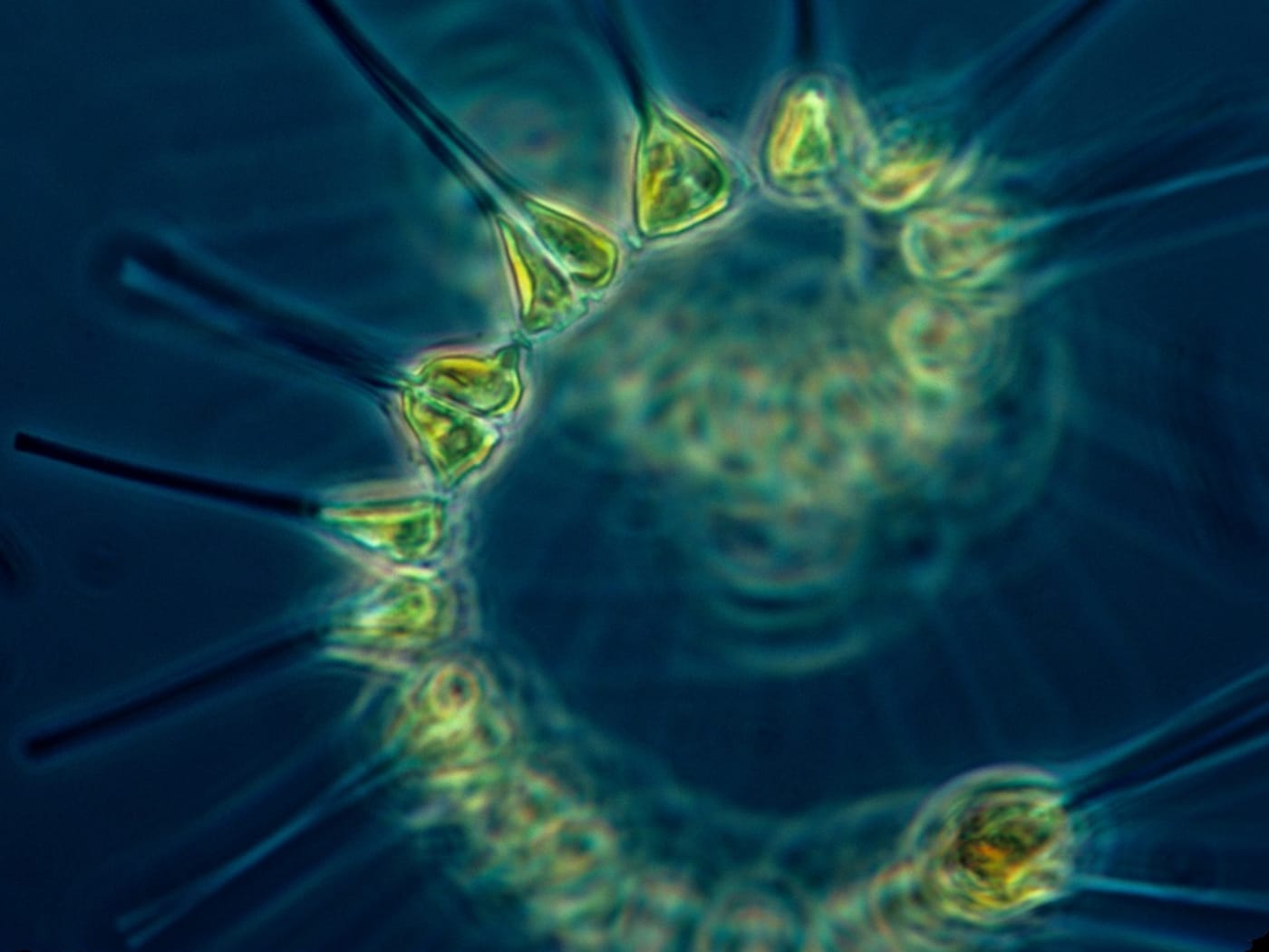 Phytoplankton the foundation of the oceanic food chain
