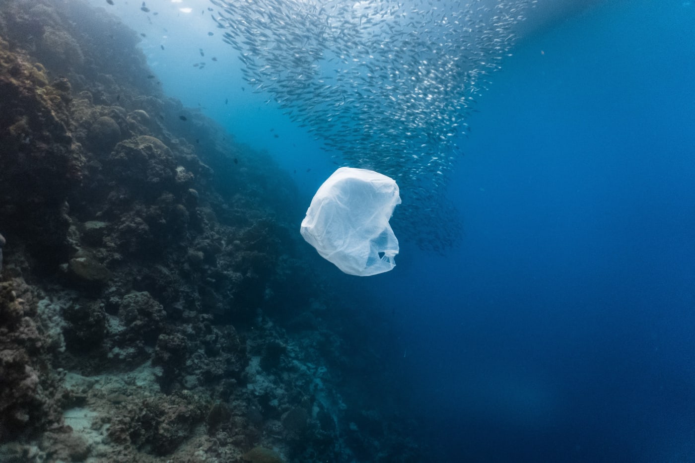 Single-use plastic bag floating with a school of fish in a shallow reef