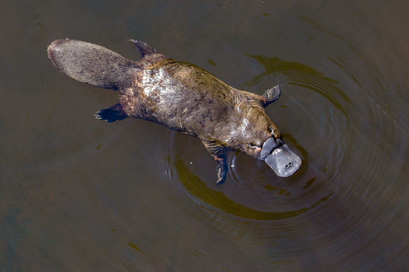 Burnie, Tasmania, Australia: March 2019: Platypus swimming in the river