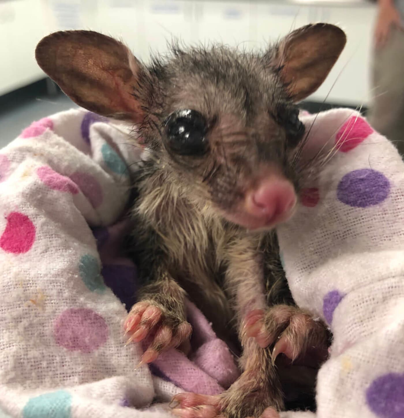 Baby possum in care