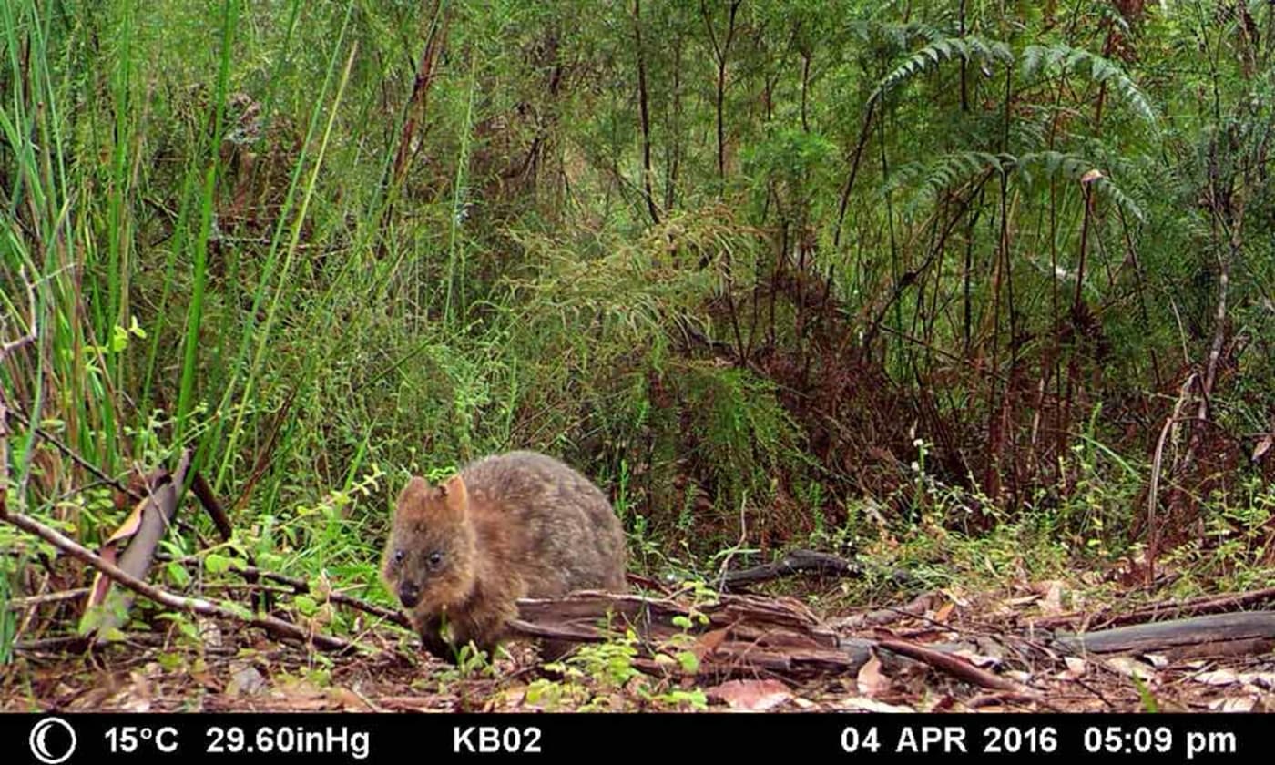 Quokka (Setonix brachyurus) caught on sensor camera as part of WWF's Northcliffe survey, Western Australia