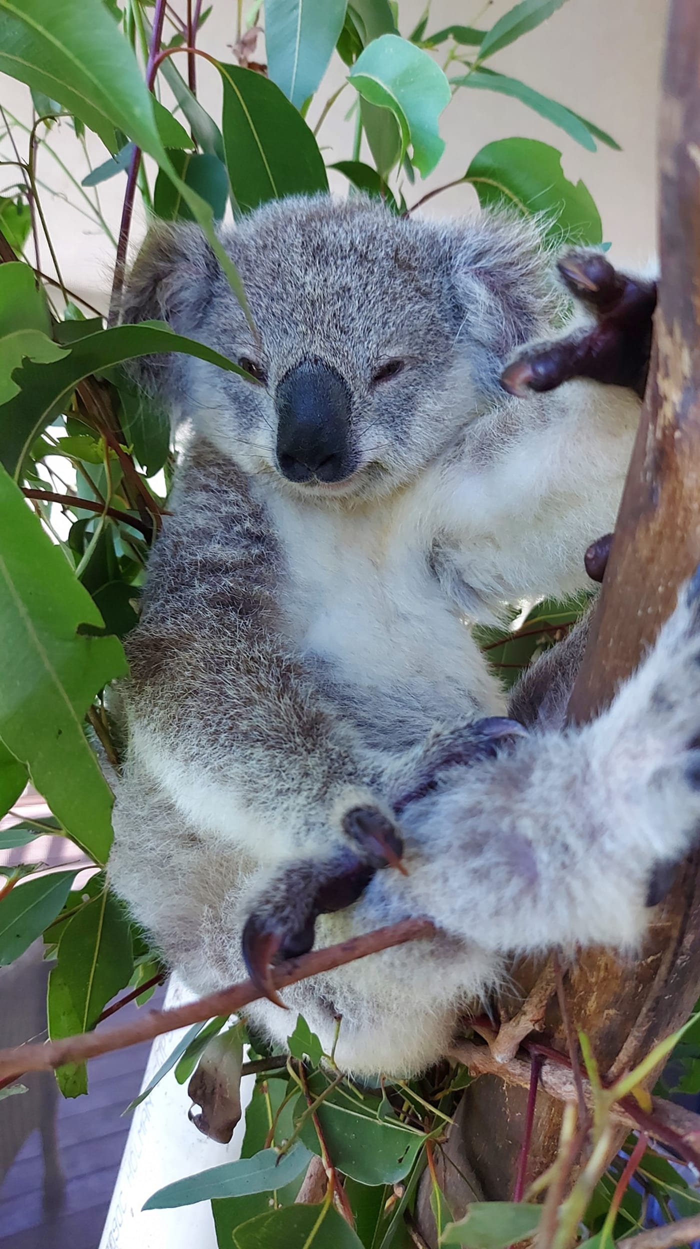 Raine the rescued koala Joey, dry and fed