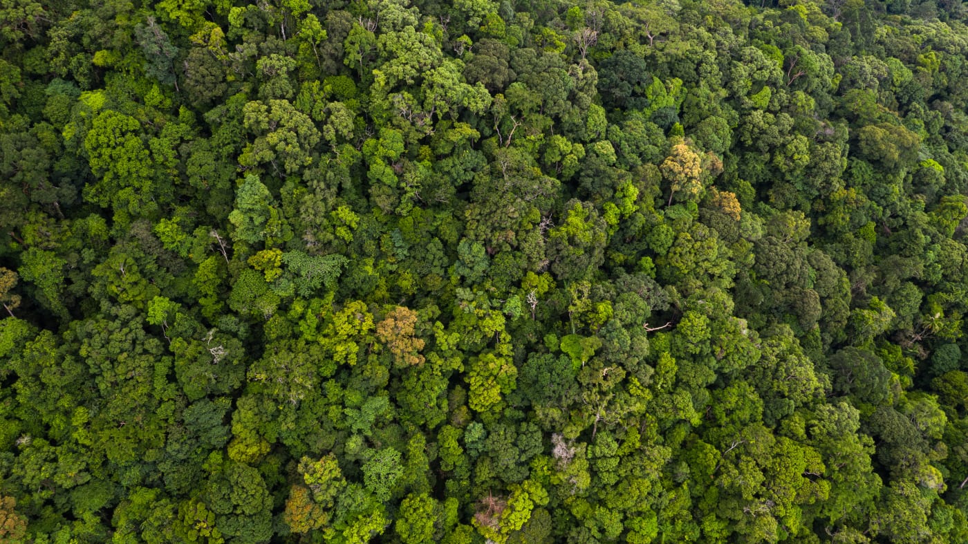 Aerial view tropical rainforest, forest tree texture and background.
