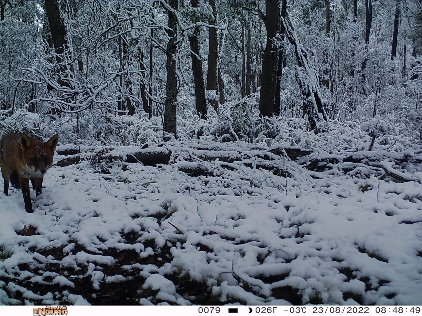 Cameras capture a red fox in the snow in East Gippsland