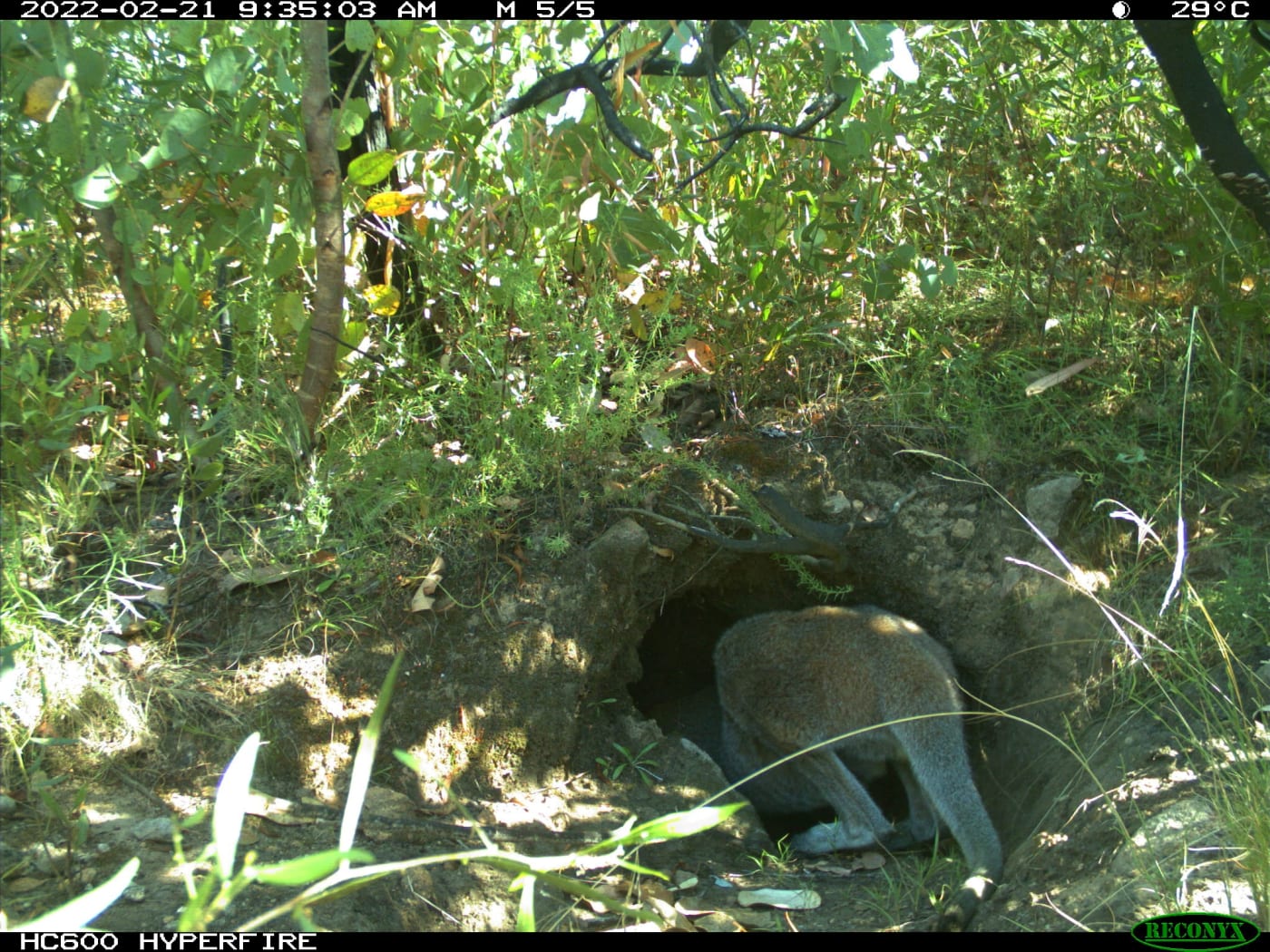 Red-necked wallaby inspects a wombat burrow.