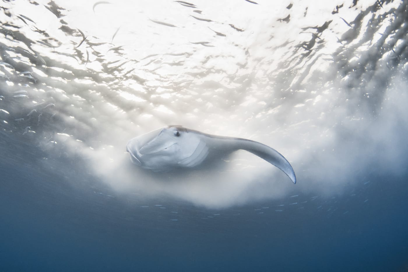 Reef manta ray (Mobula alfredi). Manta rays feeding on reef fish spawn in Guam, US Territory