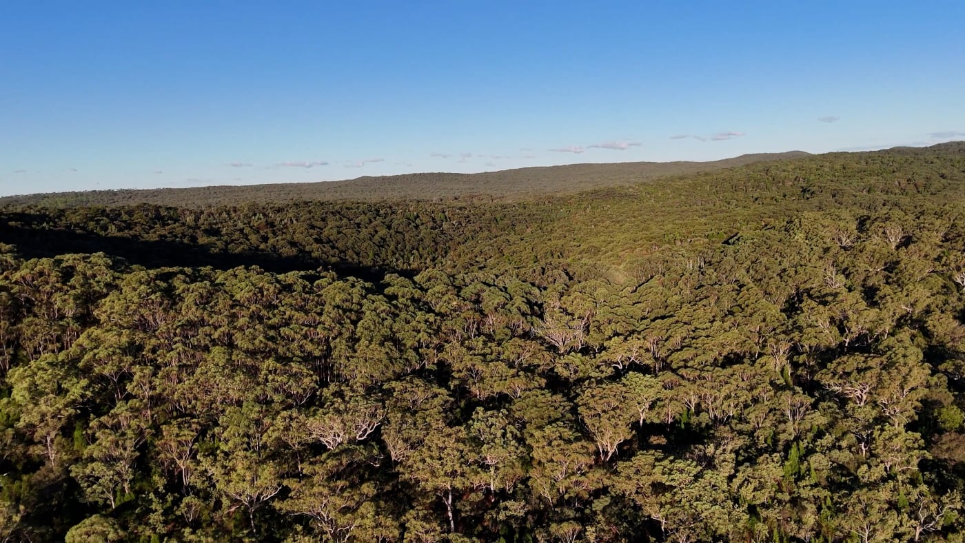 Rehabilitated mine site on Minjerribah (North Stradbroke Island)