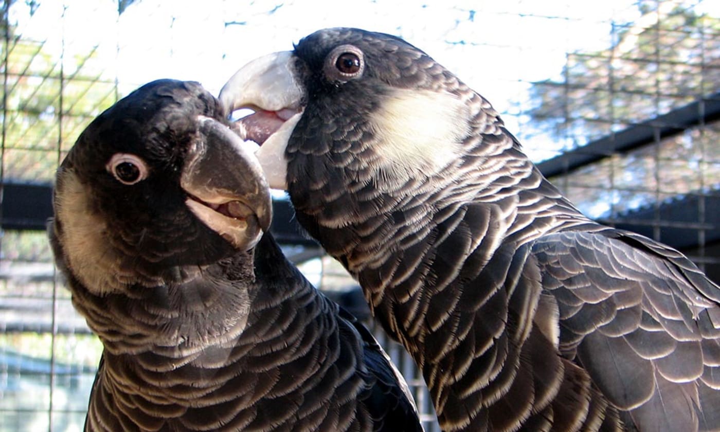 Rex, female Baudin's preening Chasey, male Carnaby's cockatoo, Kaarakin, Western Australia