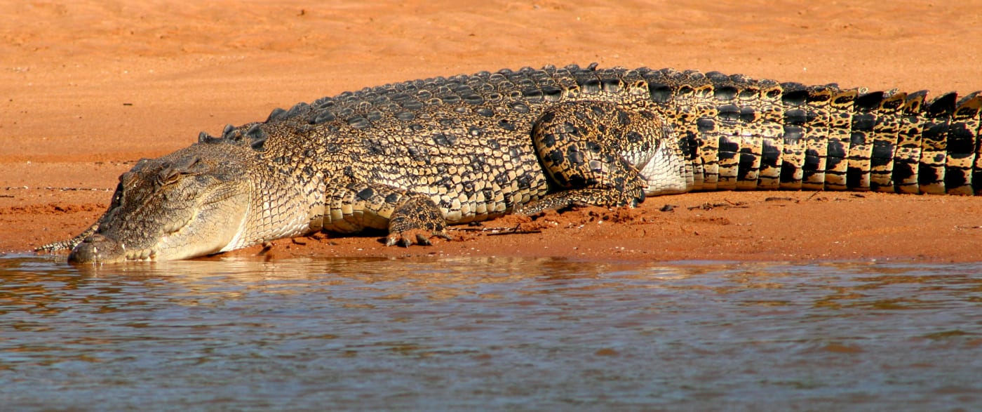 Saltwater crocodile on the Daly River in the Northern Territory.