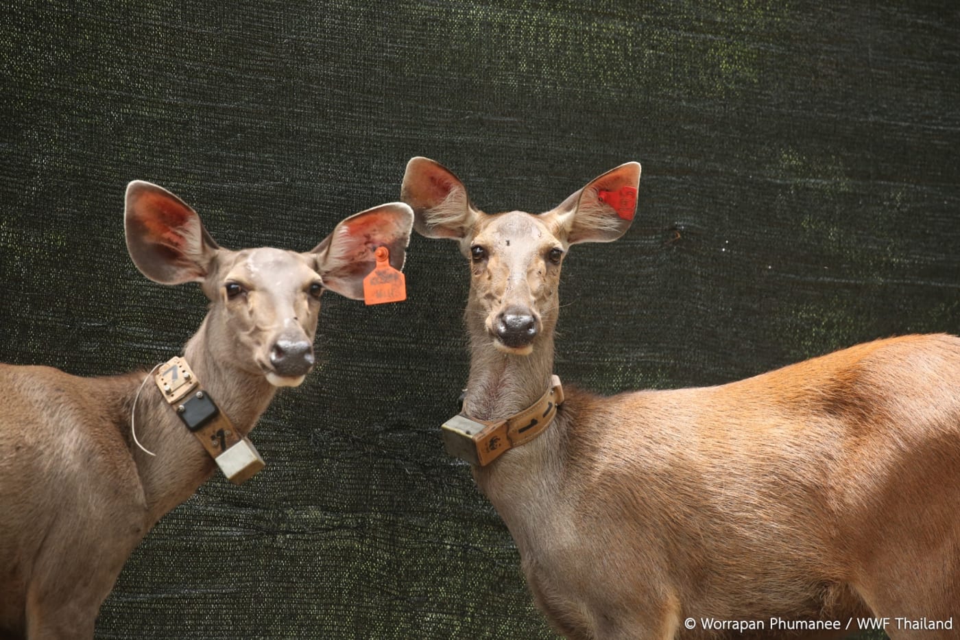 Sambar deer release at Mae Wong National Park, Thailand.