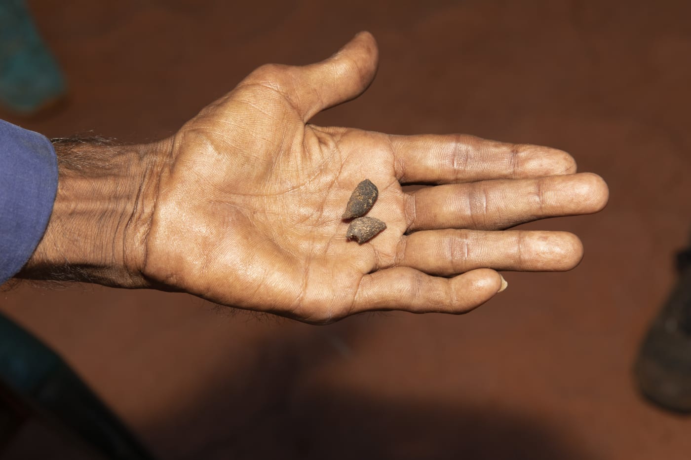 The scat of a spectacled hare-wallaby = Yawuru Country Managers