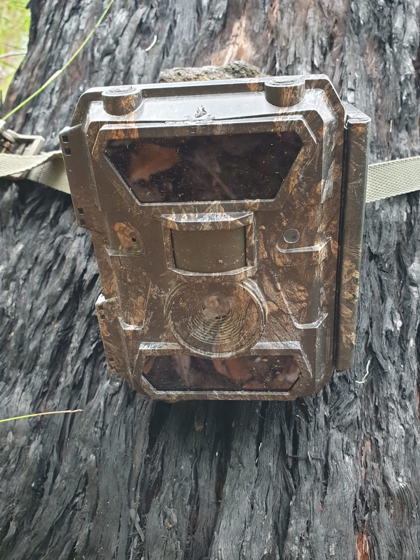 Sensor camera on a burnt tree, Mount Barney