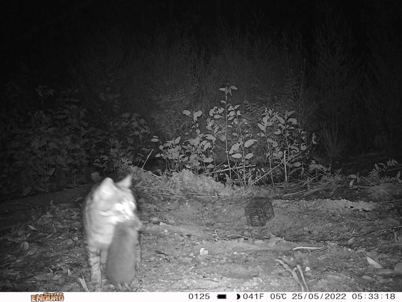 A sensor camera photo of a feral cat with a rodent in its mouth in East Gippsland, Victoria, taken as part of the Eyes on Recovery project.