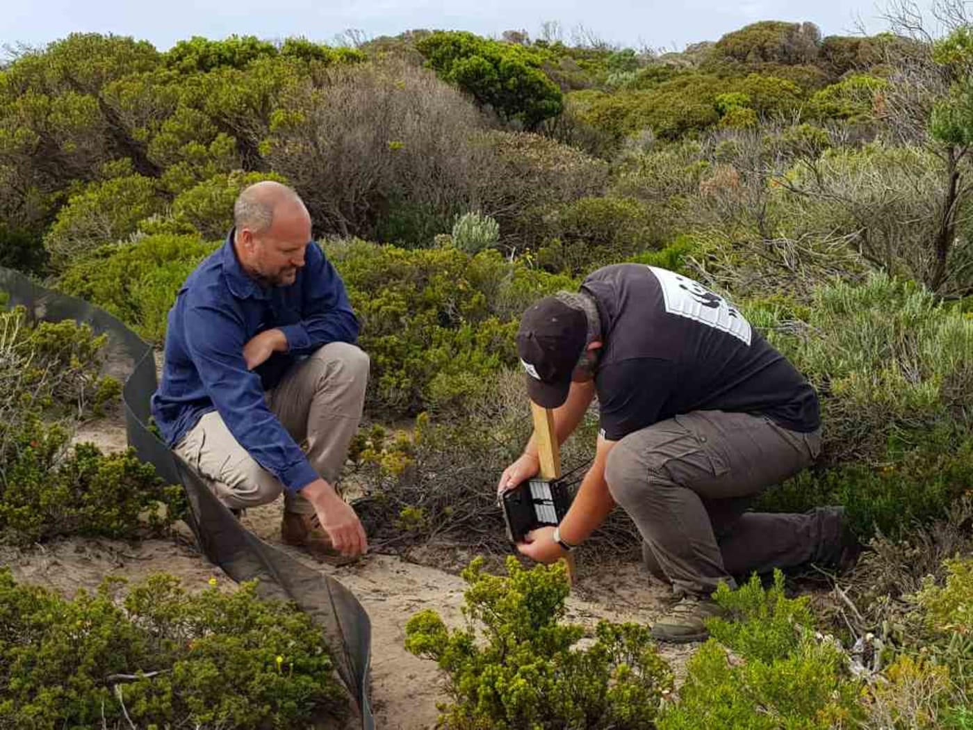 Installing sensor cameras on Kangaroo Island for An Eye on Recovery project