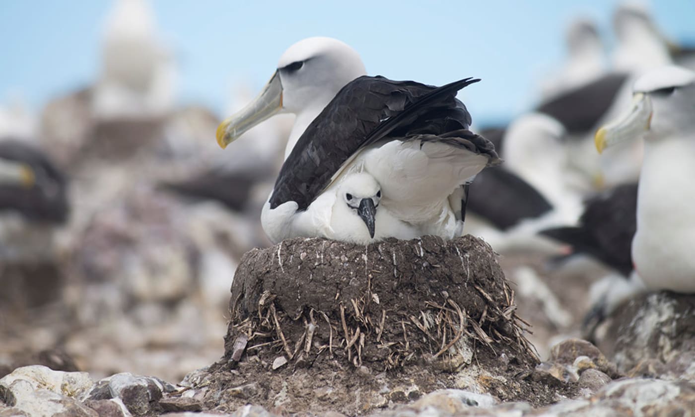 Shy albatross and chick on good nest, Bass Strait