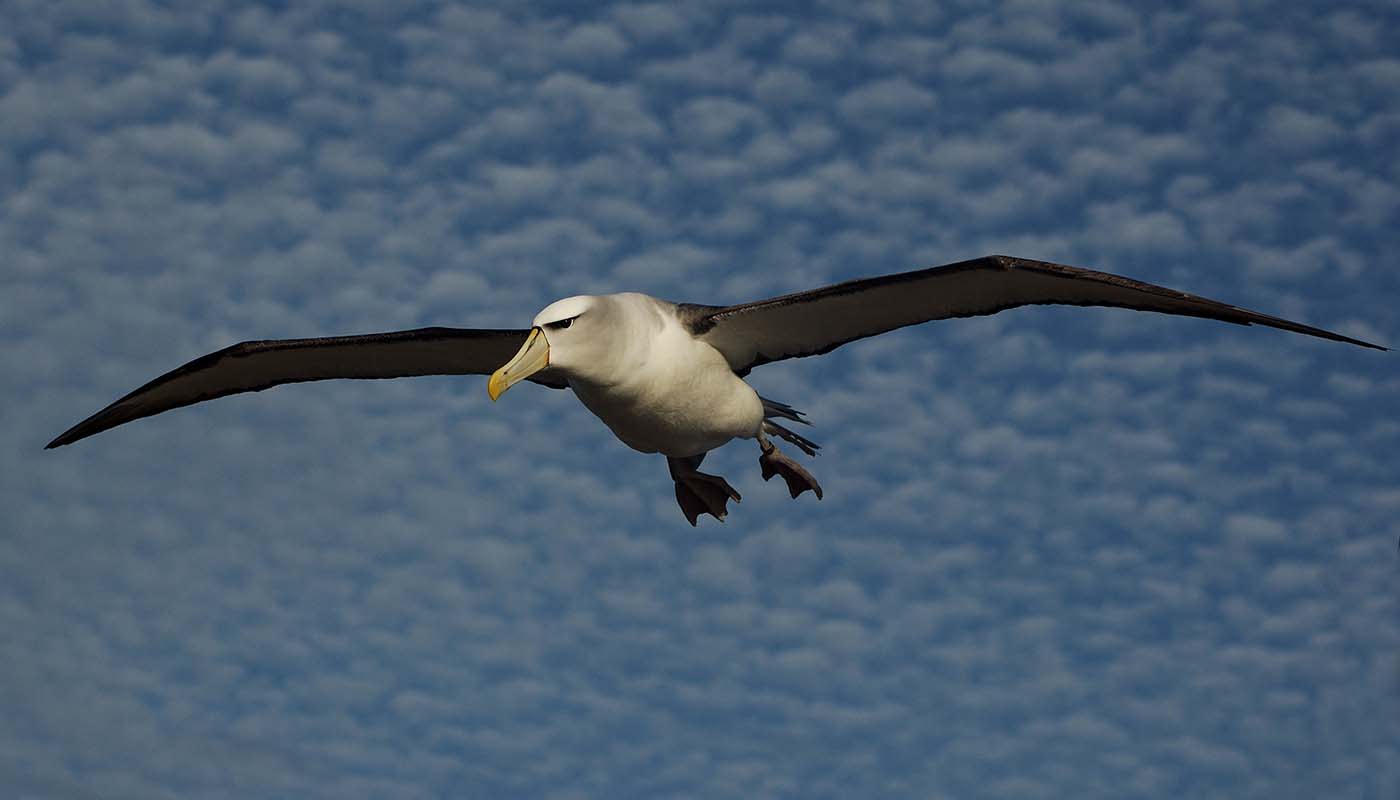 Shy albatross, Albatross Island, Tasmania