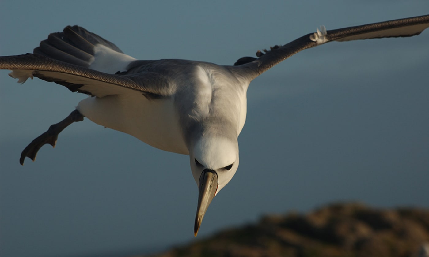Shy albatross in flight looking down