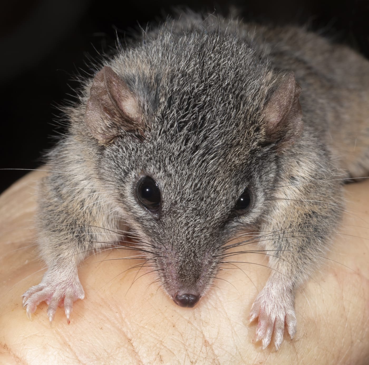 Silver-headed antechinus biting a handler during field survey work in Bulburin National Park
