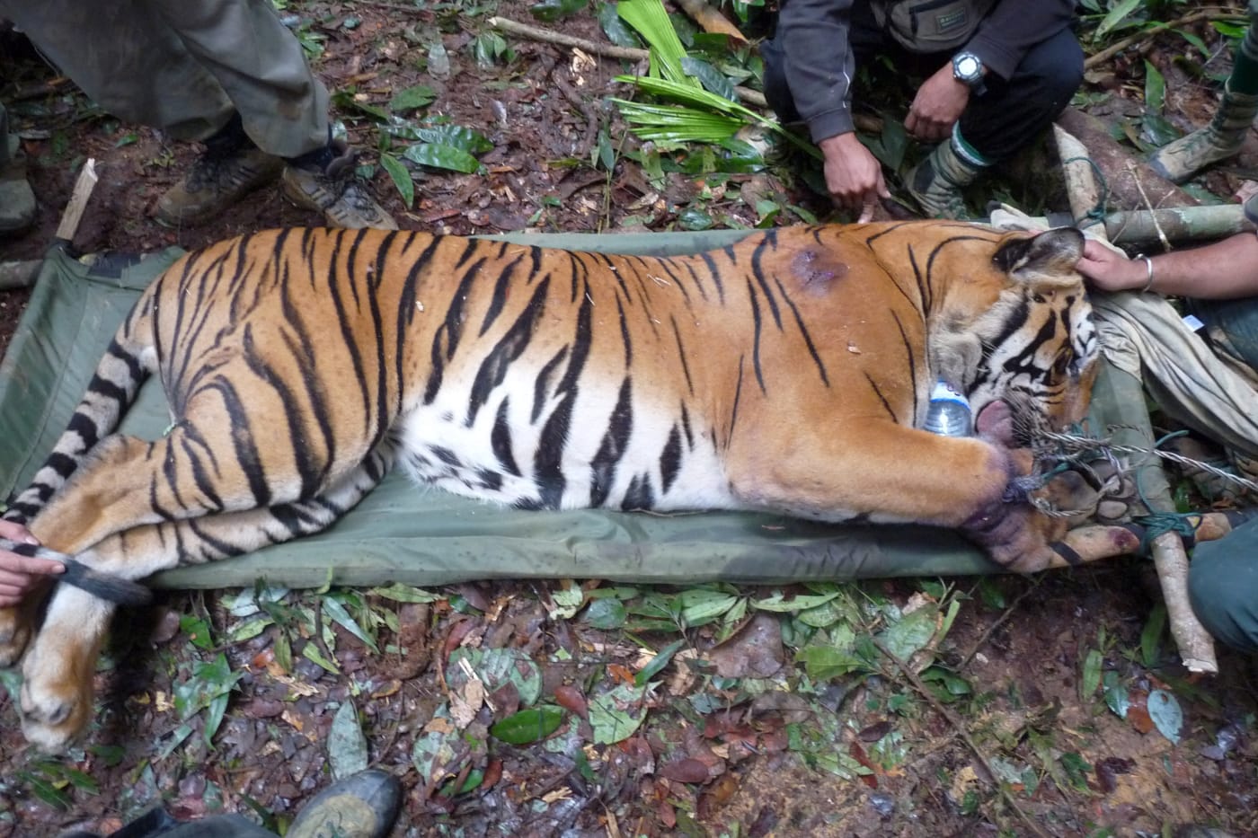 A snared tiger being rescued by personnel from the Department of Wildlife and National Parks. It was discovered by one of WWF-Malaysia's patrol teams in a snare set by local poachers in the Belum-Temengor Forest Complex, Malaysia.