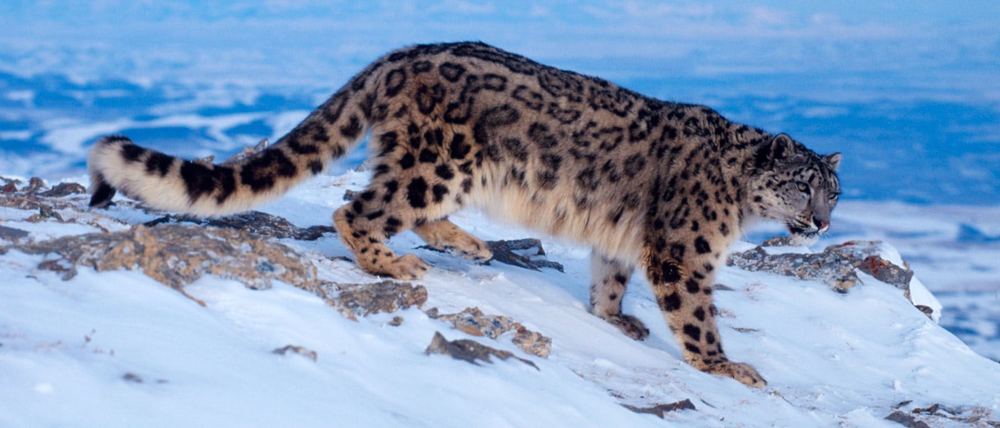 Snow leopard (Panthera uncia) in snow