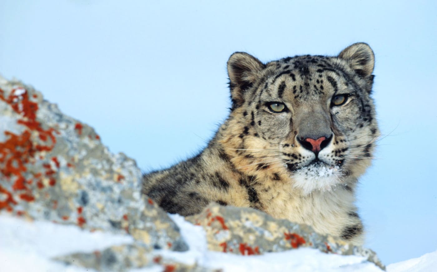 Snow leopard on rocky mountains  in winter Montana