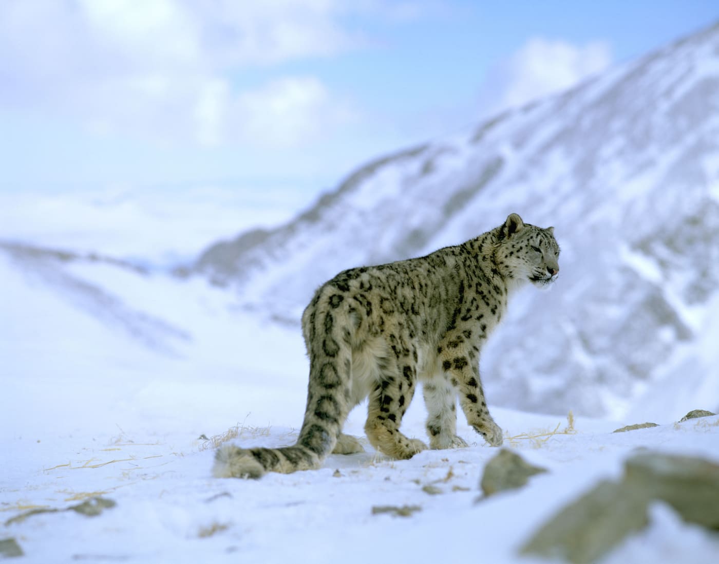 Snow leopard in snowy landscape