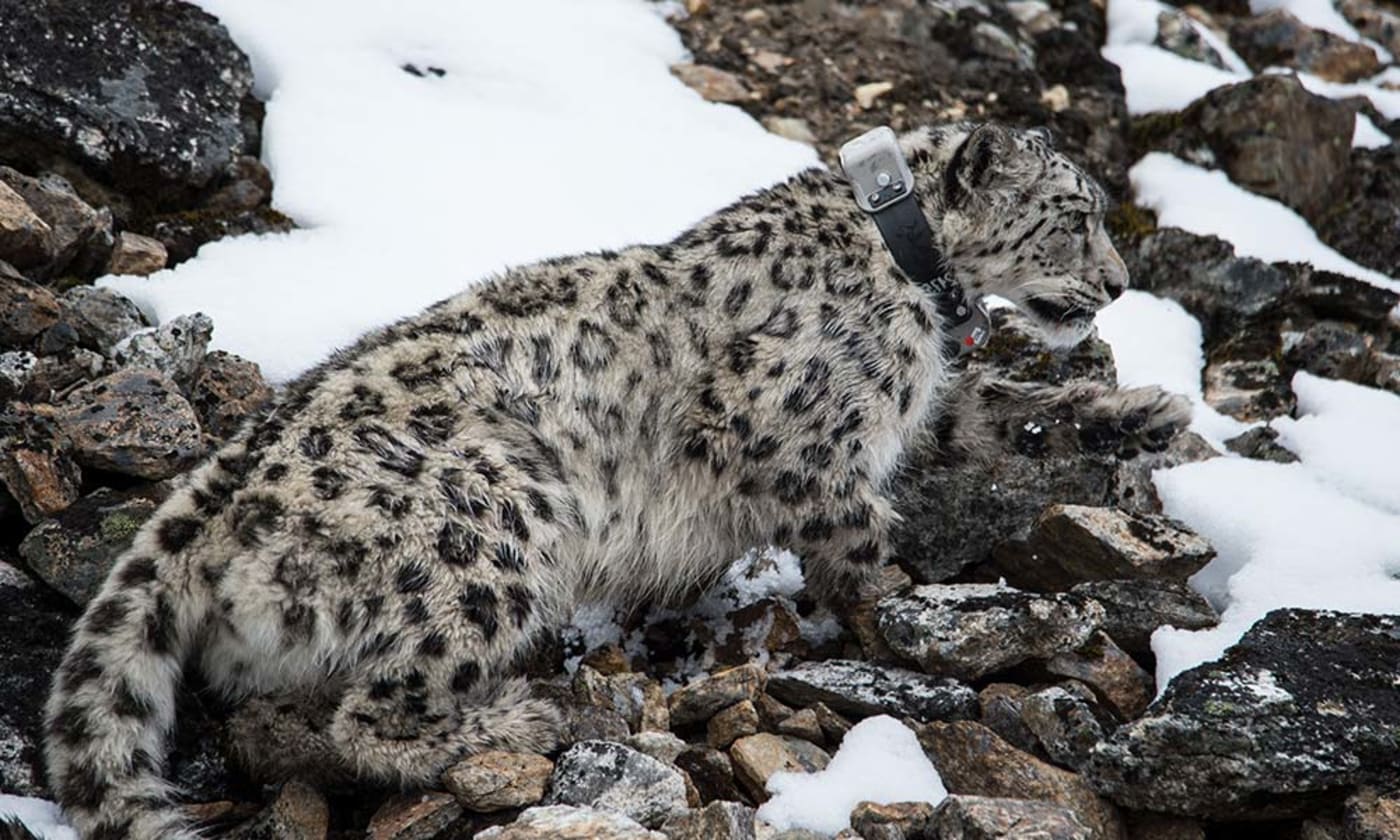 Snow leopard wearing a collar in Nepal