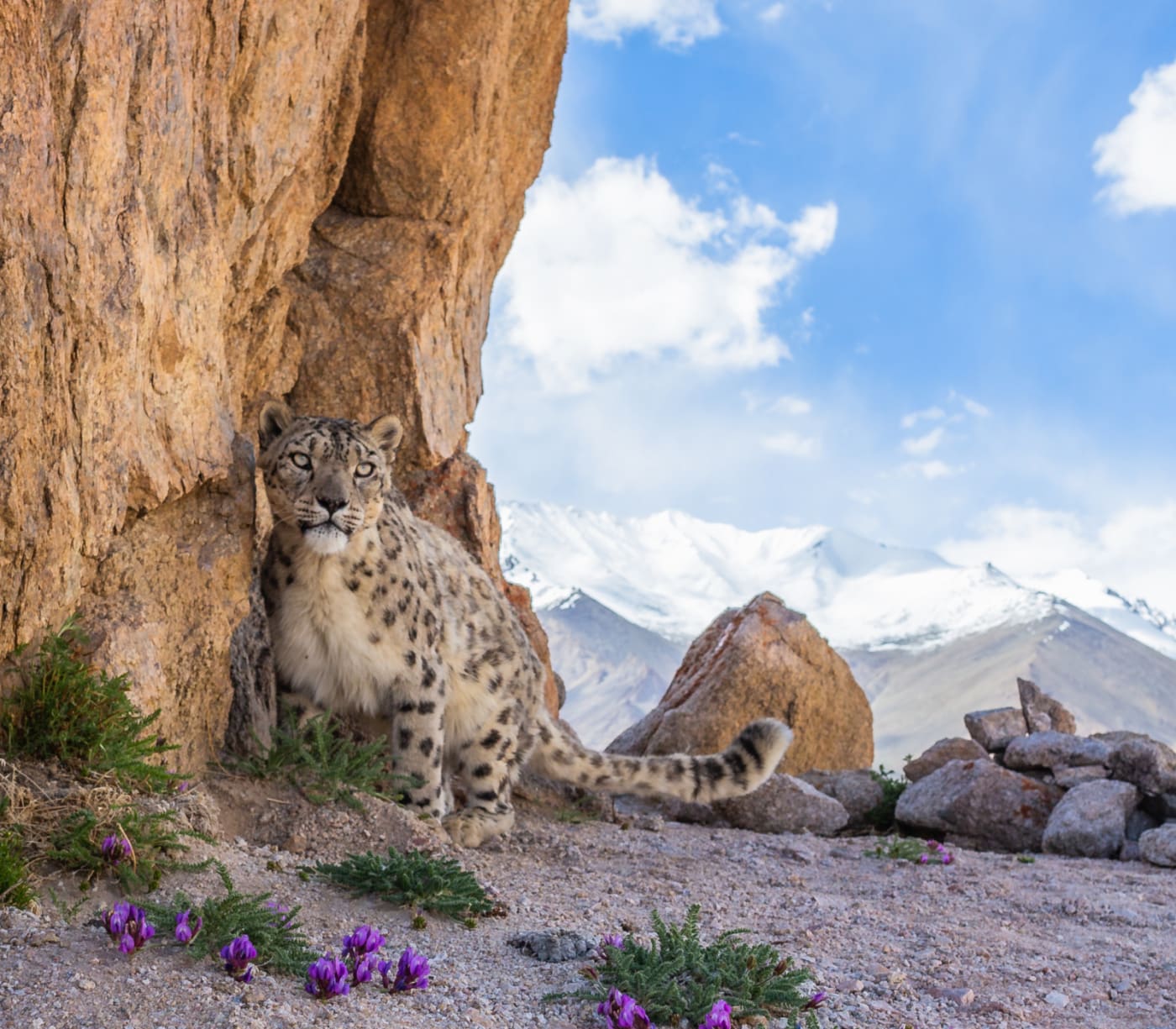 A wild snow leopard triggers a DSLR sensor camera high up in mountains of Ladakh in the Indian Himalayas.